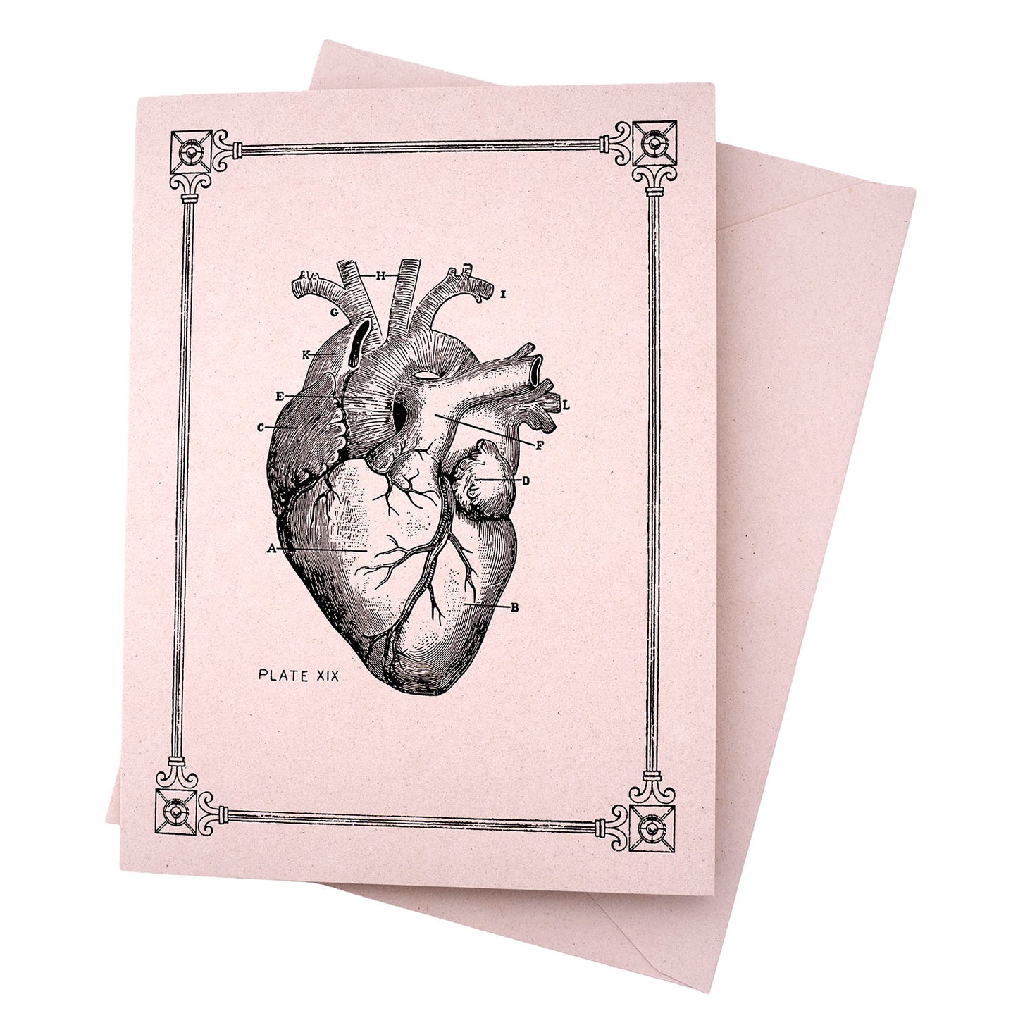 Rossi 1931 15th Century Illustration Note Cards - Heart | Made in Italy