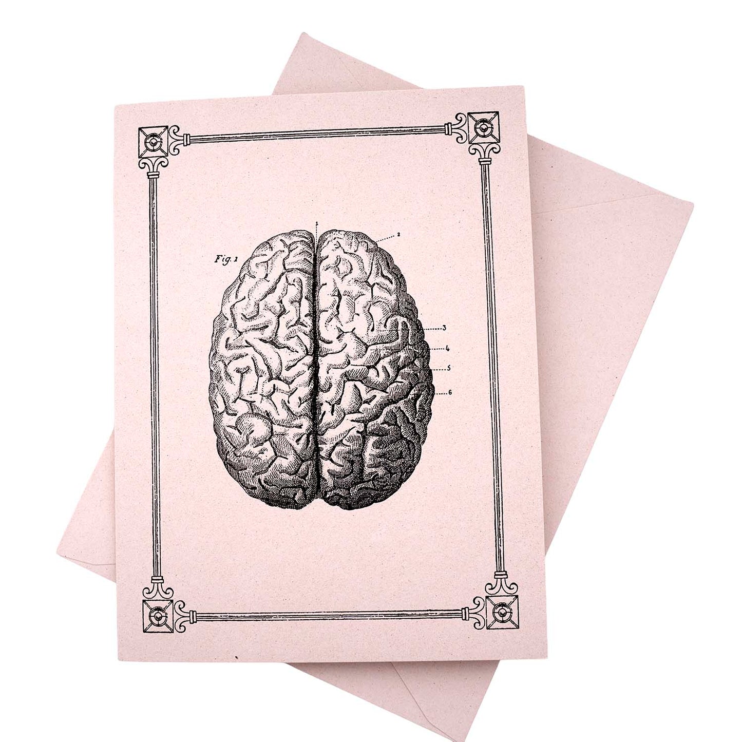 Rossi 1931 15th Century Illustration Note Cards - Human Brain | Made in Italy