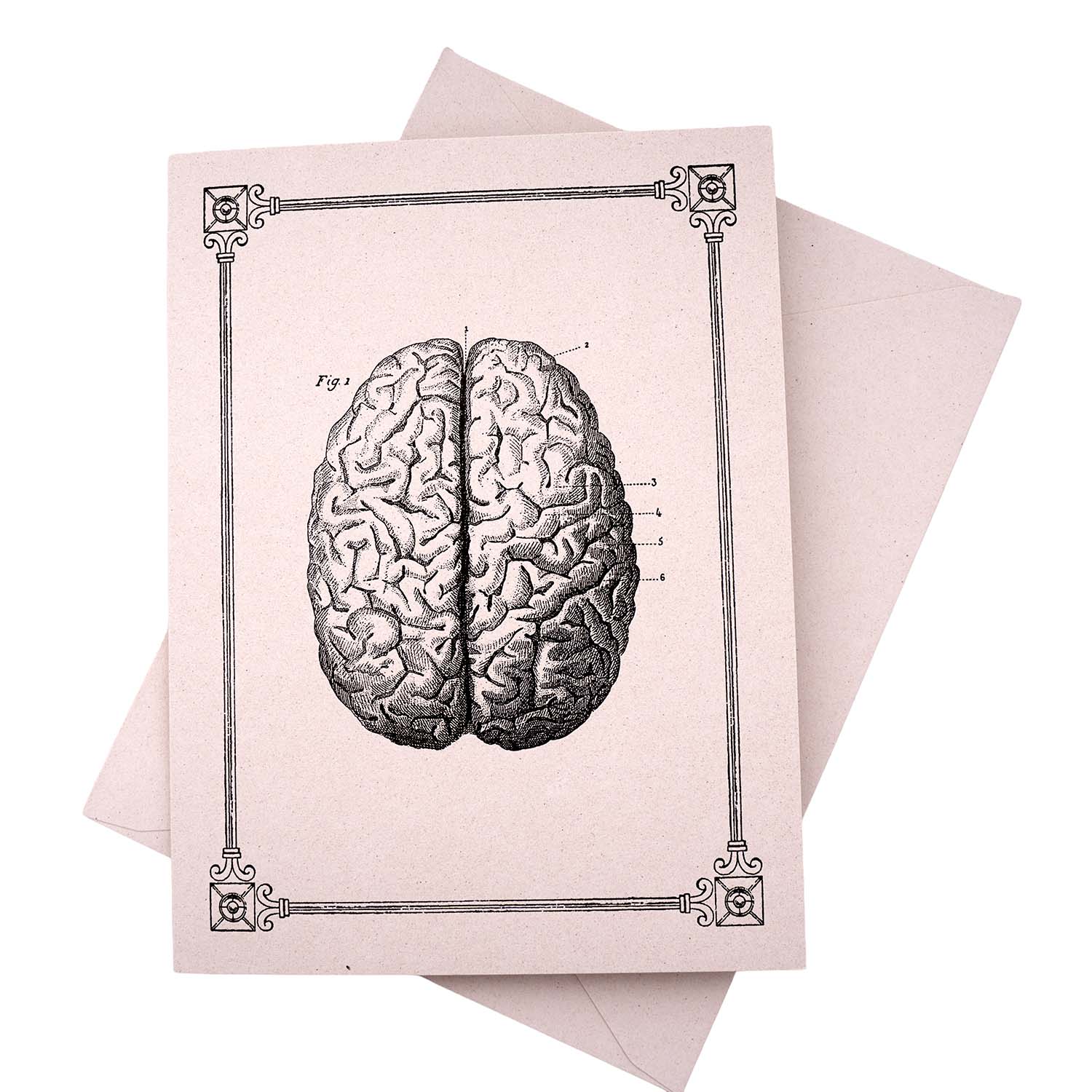Rossi 1931 15th Century Illustration Note Cards - Human Brain | Made in Italy
